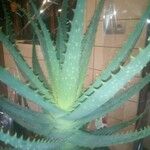 Aloe × spinosissima Hoja