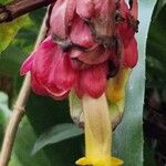 Drymonia coccinea Flor