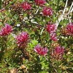 Trifolium wormskioldii عادت داشتن