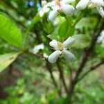 Pyrostria commersonii Flower