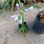 Agapanthus inapertus Flower