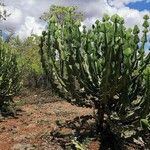 Euphorbia cooperi Hoja