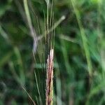 Dichanthium aristatum Flors