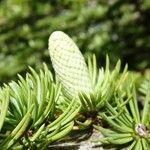 Cedrus atlantica Fruit