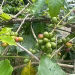 Coffea arabica Fruit