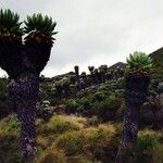 Dendrosenecio kilimanjari Plante entière