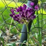 Allium peninsulare Blomst