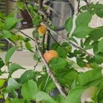 Prunus armeniaca Fruchs