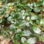 Azara microphylla Folla