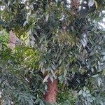 Swietenia mahagoni Ліст
