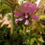 Pelargonium graveolensFiore