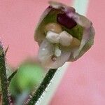 Scrophularia nodosa Fleur