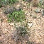 Schoenus nigricans Habitus