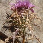 Atractylis humilis Flower