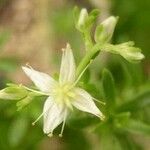 Sedum frutescens Flor