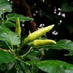 Capsicum frutescens ഫലം