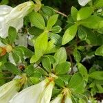 Rhododendron simsii Leaf