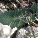 Scabiosa triandra Leaf