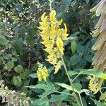 Crotalaria trichotoma 花