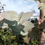 Eucalyptus gunniiList