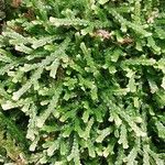 Selaginella stellata Hostoa