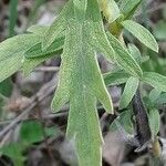 Ambrosia psilostachya Leaf