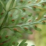 Asplenium hypomelas Blad