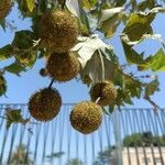 Platanus x hispanica Fruto