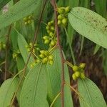 Eucalyptus camaldulensisফল
