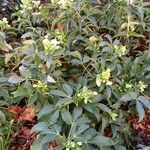 Helleborus argutifolius ശീലം