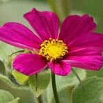 Cosmos caudatusFlor