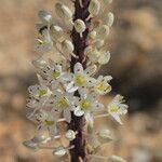 Drimia numidica Flower