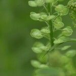 Lepidium densiflorum Плод