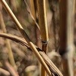 Bothriochloa barbinodis برگ