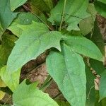 Thunbergia grandiflora पत्ता