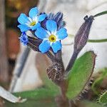 Myosotis incrassata Flower