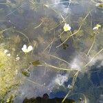 Ranunculus circinatus Flower