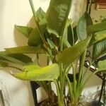 Strelitzia nicolai Hoja