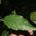 Ruellia stemonacanthoides Leaf