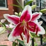 Lilium bulbiferumΛουλούδι