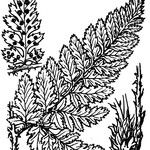 Dryopteris aemula Muu