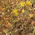 Hypericum triquetrifolium Flower