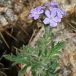 Verbena gooddingii Elinympäristö