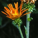 Pyrrocoma crocea Flower