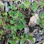 Trifolium glomeratum Folha