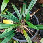 Bulbophyllum longiflorum Leaf
