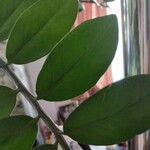 Zamioculcas zamiifolia 葉