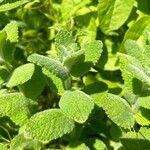 Mentha × villosa برگ