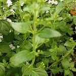 Clinopodium nepeta Blad