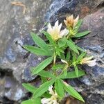 Trifolium lupinaster Květ